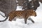 The animal in profile is visible rock and snow. Far Eastern leopard is walking in the snow. powerful animal