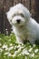 Animal pup portrait: Coton de TulÃ©ar dog - pure white like cotton in summer.