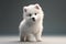 Animal puppy Samoyed, color white, full body