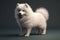 Animal puppy Samoyed, color white, full body