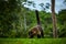 Animal from rainforest of Costa Rica. White-nosed Coati, Nasua narica. Mammal in nature habitat