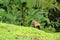 Animal from rainforest of Costa Rica. White-nosed Coati, Nasua narica. Mammal in nature habitat