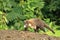 Animal from rainforest of Costa Rica. White-nosed Coati, Nasua narica. Mammal in nature habitat