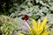 Animal Red dragonfly in a leaves looks cute bright collour