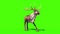 Animal Reindeer Dies Front Green Screen 3D Rendering Animation