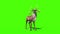 Animal Reindeer Screams Front Green Screen 3D Rendering Animation