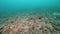 Animal remains on burial ground underwater of Arctic ocean.
