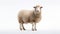 Animal rights concept A sheep with a full fluffy coat of wool standing against a white background