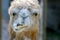 Animal`s head of a camel that chews