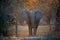 Animal scene from Mana Pools National Park. Direct view, african elephant met on walking safari. African bush elephant with