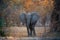 Animal scene from Mana Pools National Park. Direct view, african elephant met on walking safari. African bush elephant with