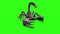 Animal Scorpio Attack Tail Loop Front Green Screen 3D Rendering