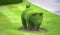 Animal shaped bush Hever Castle