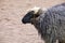 animal sheep with a black muzzle