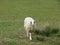 animal sheep wool food meat milk farm domestic