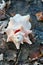 An animal shell or Conch