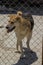 Animal shelter in Hashtgerd city of Karaj province that protects dogs