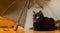 Animal shelter and pet adoption concept: a black cat is in safety at home under grey umbrella left by an owner in the hallway