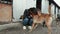 Animal shelter volunteer takes care of dogs. Dog at the shelter. Lonley dogs in cage with cheerful woman volunteer