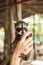 Animal Shelter Worker Holding Baby Raccoon