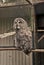 Animal shot capturing owl. Wild life. Gorgeous big bird sit in cage. Calm and peaceful. Ornithology concept. Owl outdoor