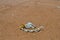 Animal Skeleton in Sur Lipez Desert, Bolivia