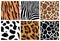 Animal skin textures