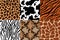 Animal skins pattern. Leopard leather, fabric zebra and tiger skin. Safari giraffe, cow print and snake seamless