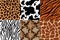 Animal skins pattern. Leopard leather, fabric zebra and tiger skin. Safari giraffe, cow print and snake seamless patterns vector