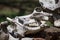 Animal Skull Dried Up Tusks and Teeth