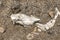 Animal skull in  drought disaster land