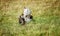 Animal skull found on the grass of Masai Mara Game Park reserve, Kenya