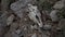 Animal skull and jaw bones on trees near the house