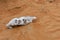 Animal Skull in the Rippling Sand Dunes