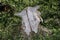 Animal skull on a stone in the forest