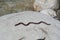 Animal-snake-river-nature-life