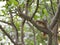 Animal Squirrel on the Frangipani tree Plumeria in Nature