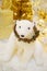 Animal statues, Christmas decoration