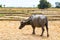 Animal stock in Southeast Asia. Zebu, buffalo or cow. Cattle on a field. Village life in rural East Timor - Timor-Leste.