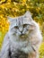 Animal in the  in Summer. Beautiful grey cat with Yellow Eyes.Cute tabby and  furry cat in park. Top view. Portrait of cute three