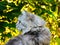 Animal in the  in Summer. Beautiful grey cat with Yellow Eyes.Cute tabby and  furry cat in park. Top view. Portrait of cute three