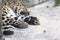 Animal surveillance lulled Amur leopard wandered into the city, Northeast China