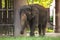 Animal: Thai Elephant Chang, the official national animal of Thailand, is Indian Elephant Asian Elephant. Natural habitat of T