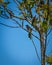 Animal: Tico-tico bird in a tree, in the cerrado biome of Brazil.