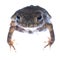 Animal toad frog