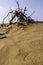 Animal tracks in desert sand