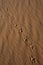 Animal Tracks in Sand,