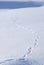 Animal Tracks in the Snow
