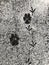 Animal tracks in the snow on the asphalt. Paw prints of dog and birds