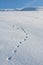 Animal Tracks Snow Winter